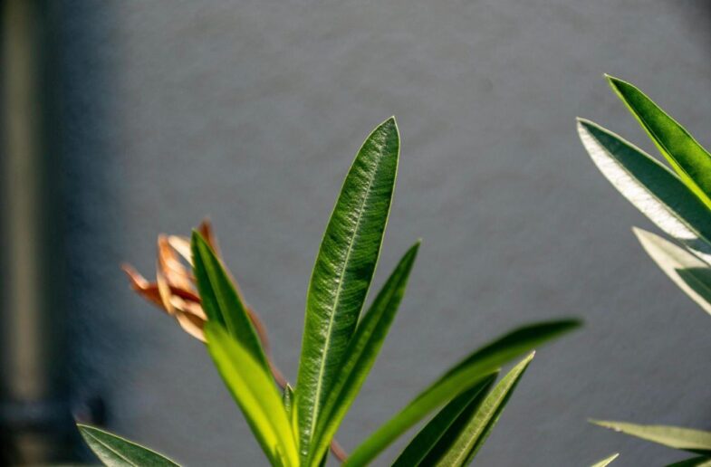 Leica Summar 120mm f4.5 Objektiv lens gekuppelt M39  mount Leitz 97663 - Image 8