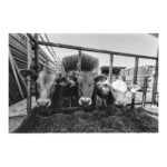 Zeiss Ikon Hologon ultrawide Kamera Camera 15mm f8 lens Contarex 97635 near mint - Image 8