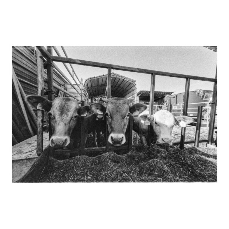 Zeiss Ikon Hologon ultrawide Kamera Camera 15mm f8 lens Contarex 97635 near mint - Image 8